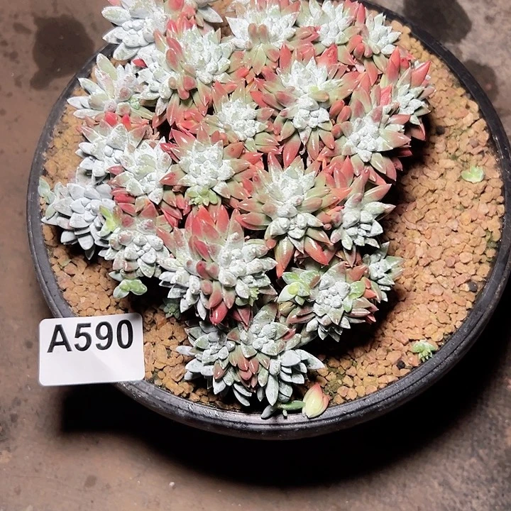 小鹿多肉一物一拍590