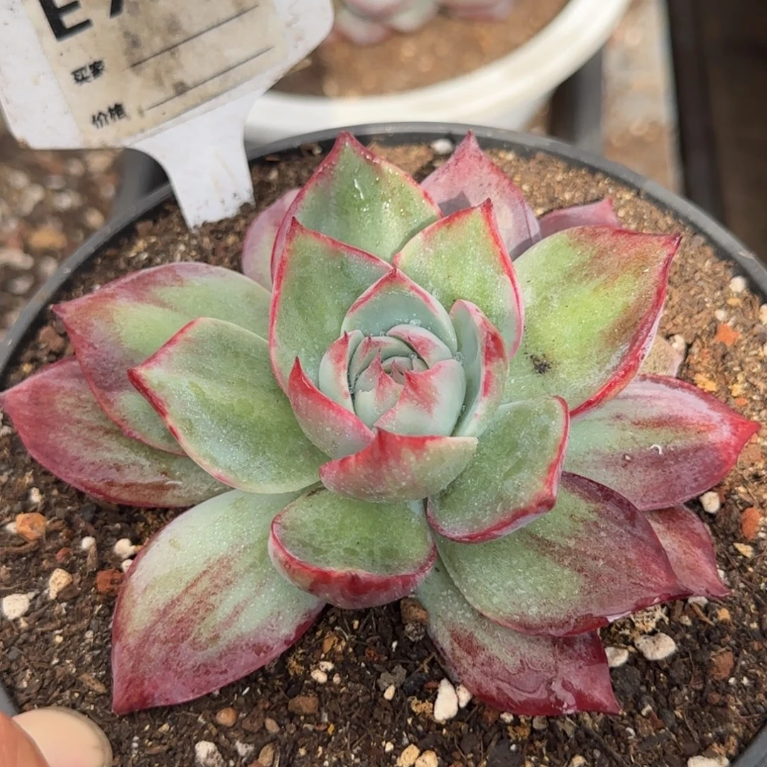 惊鸿一物一拍包装收缩花旱779