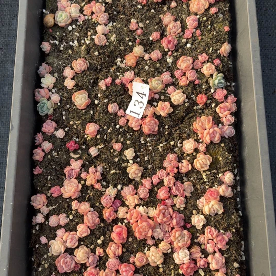 多肉植物多肉植物134