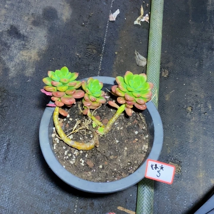 绿***山一物一拍一物一拍