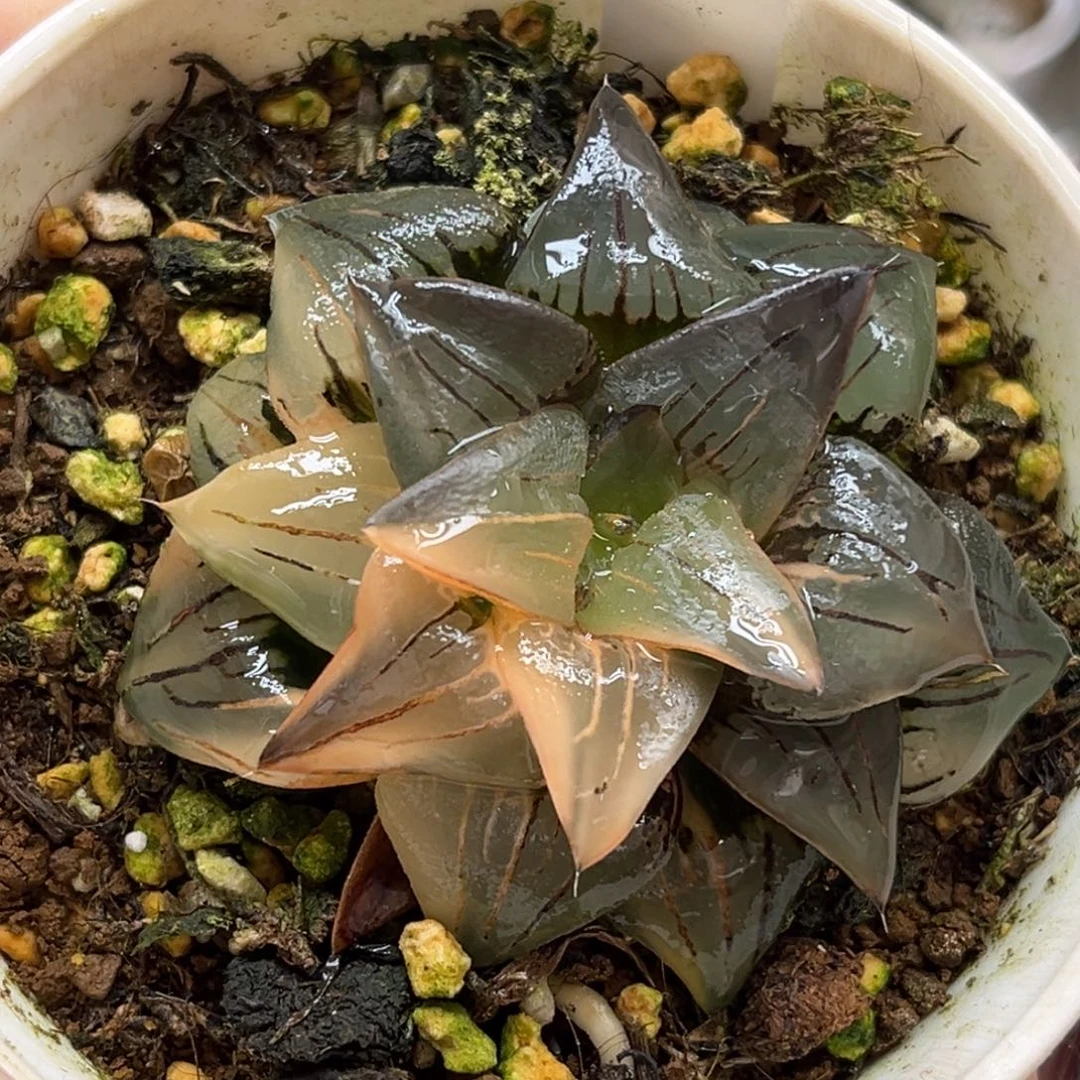 41红纹寿锦福利专场