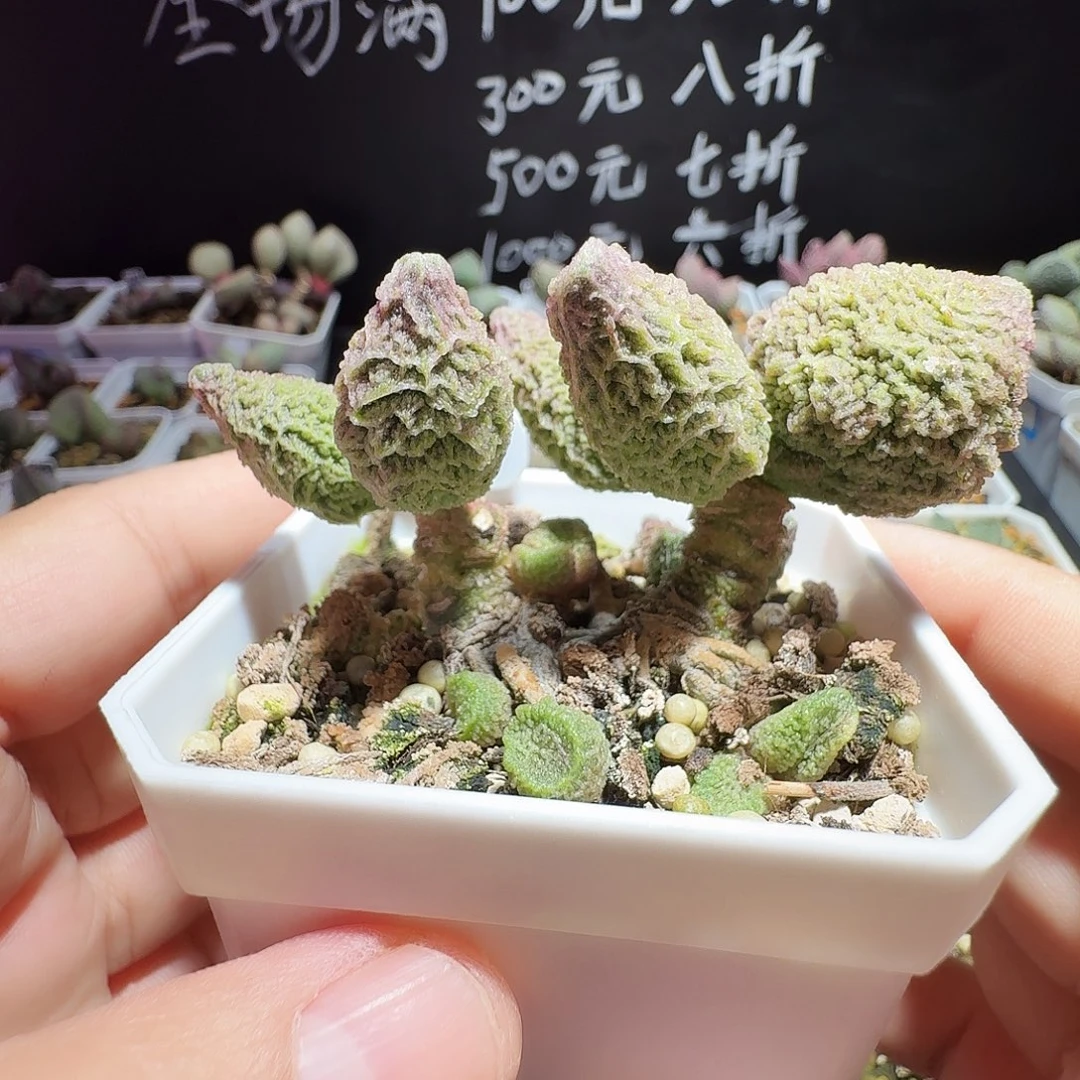 实生水泡，带盆发货，满35包邮