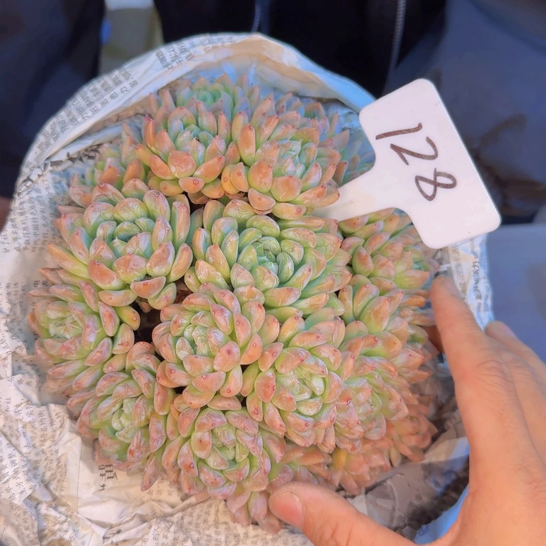 多肉植物的生长发育和