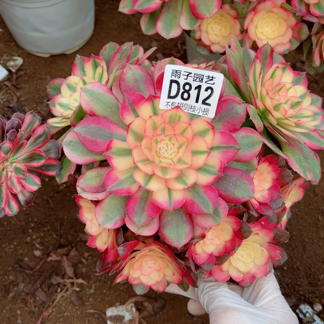 812荔枝雨子多肉植物