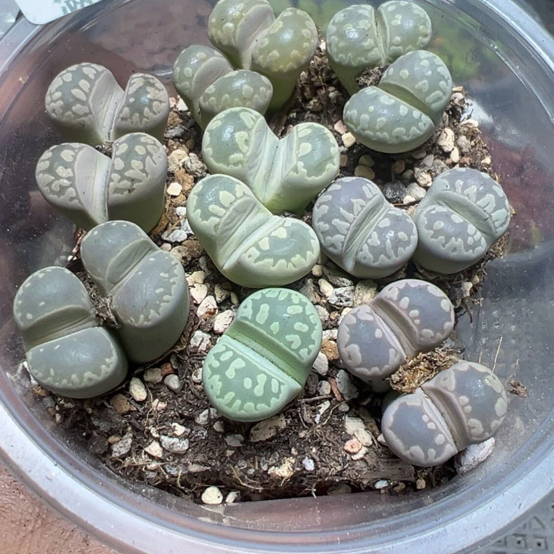 【闪购商品】 597。