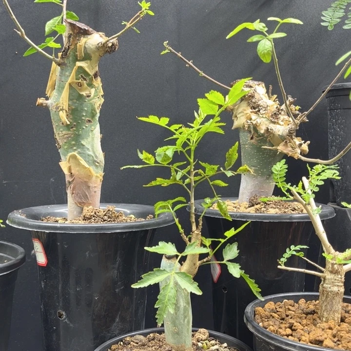 芳香橄榄一物一拍