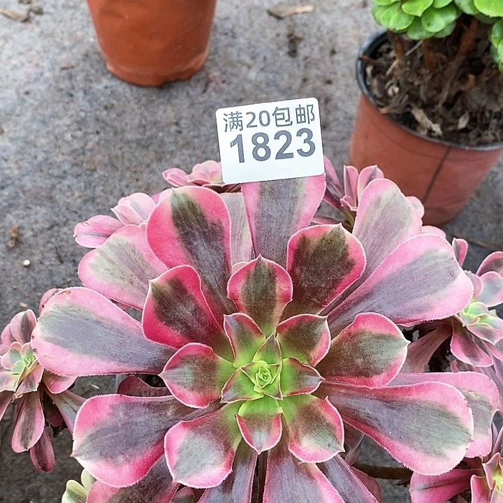 1823 一颗法师多肉