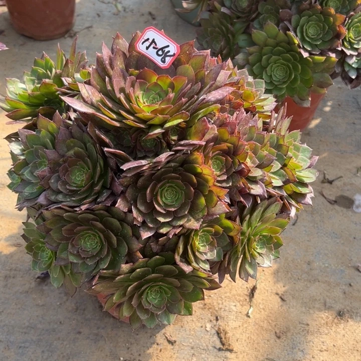 15-68红魔多肉植物