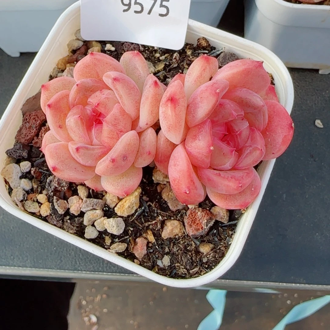 甜心，9575多肉植物