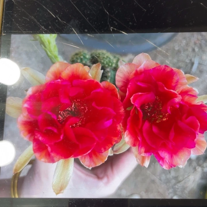 新品进口丽花秋香侧芽