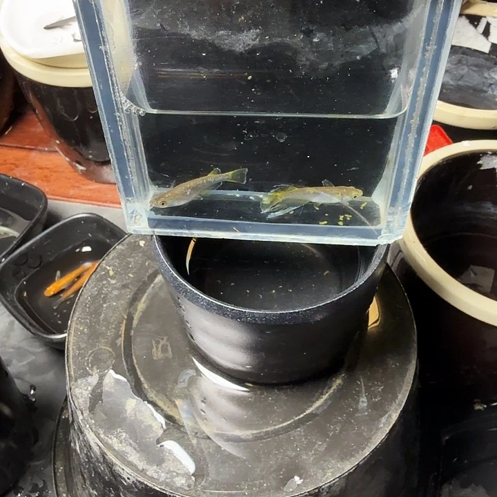 青鳉鱼42号拍品奶酪