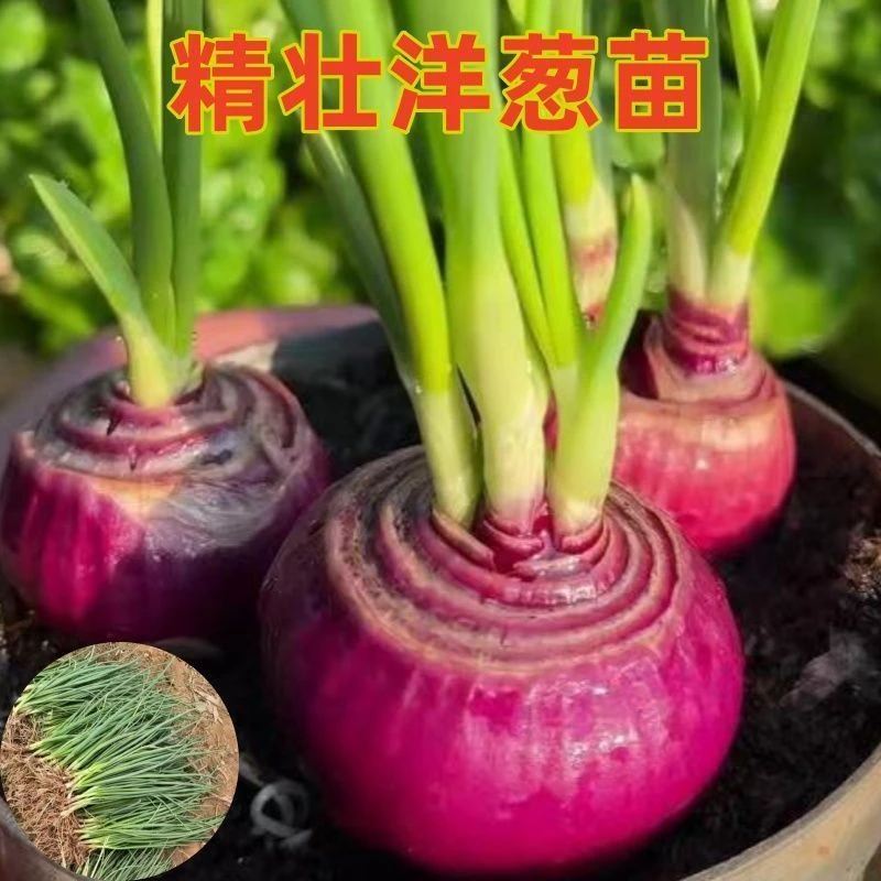 现挖新鲜洋葱苗嫩脆无老根清炒凉拌时令鲜蔬