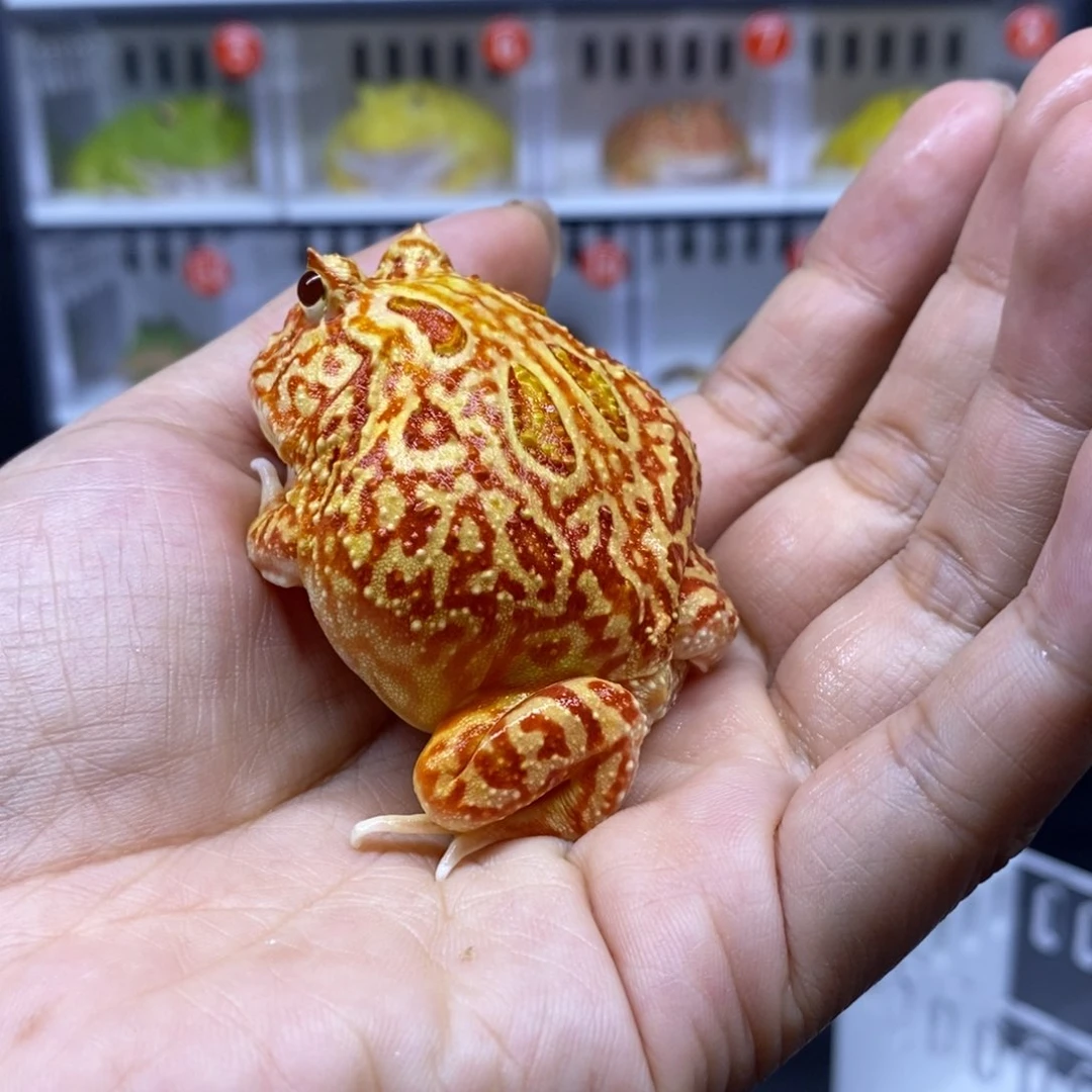 角蛙火龙加一个盒子