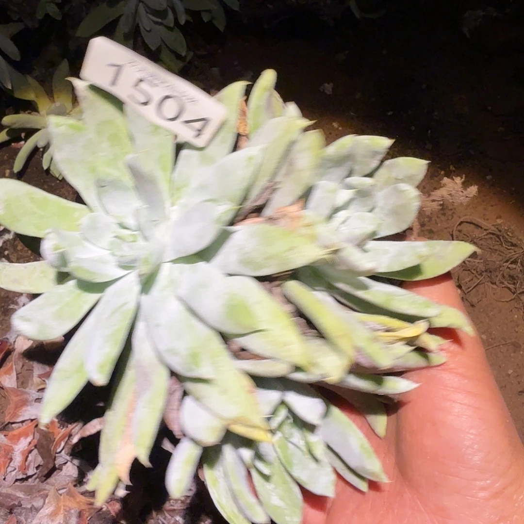 阿金尼仙女杯多肉福利