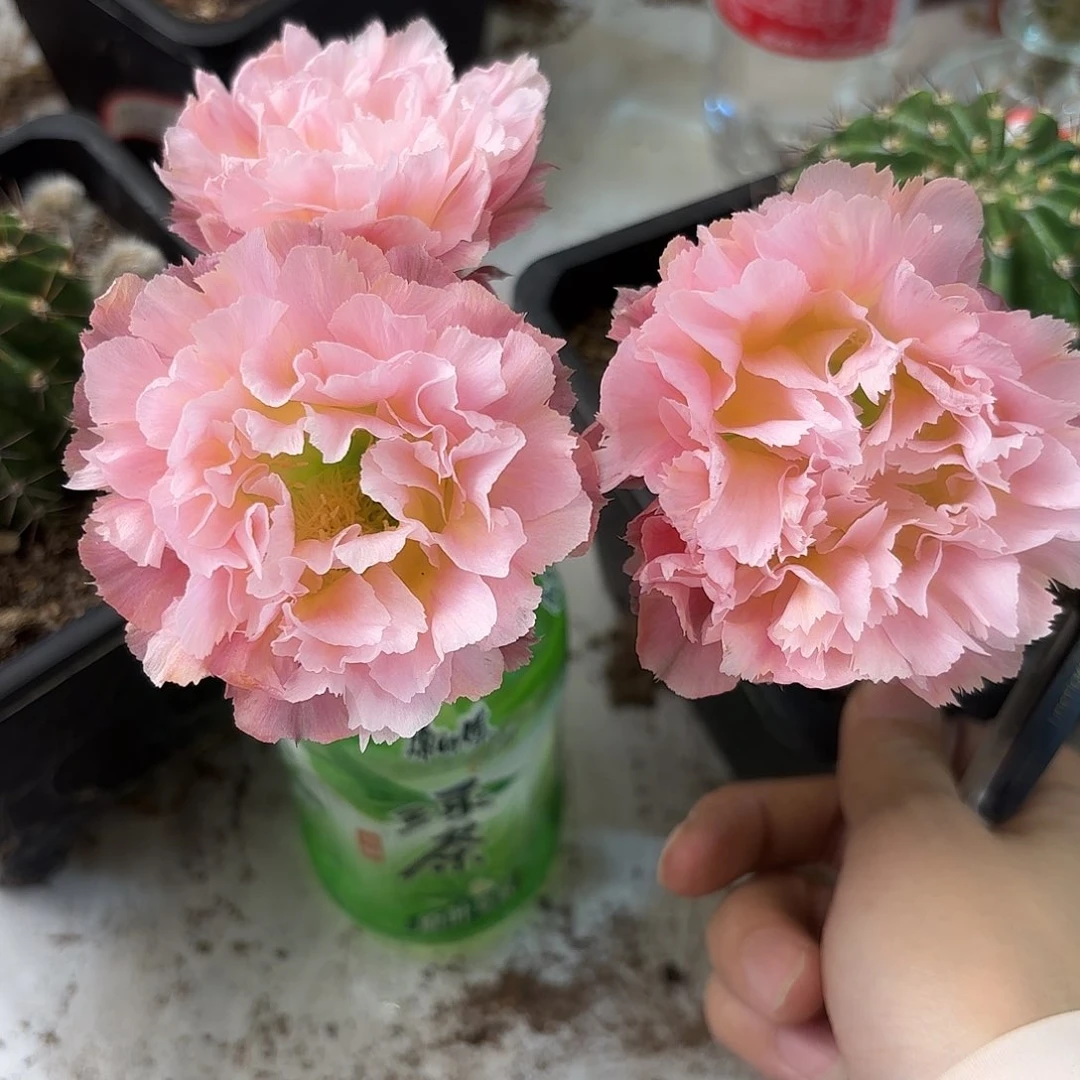 彩草颜如玉6.5公分左右
