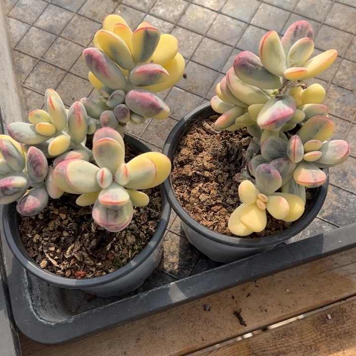 无花朵122号福娘锦两个无砍