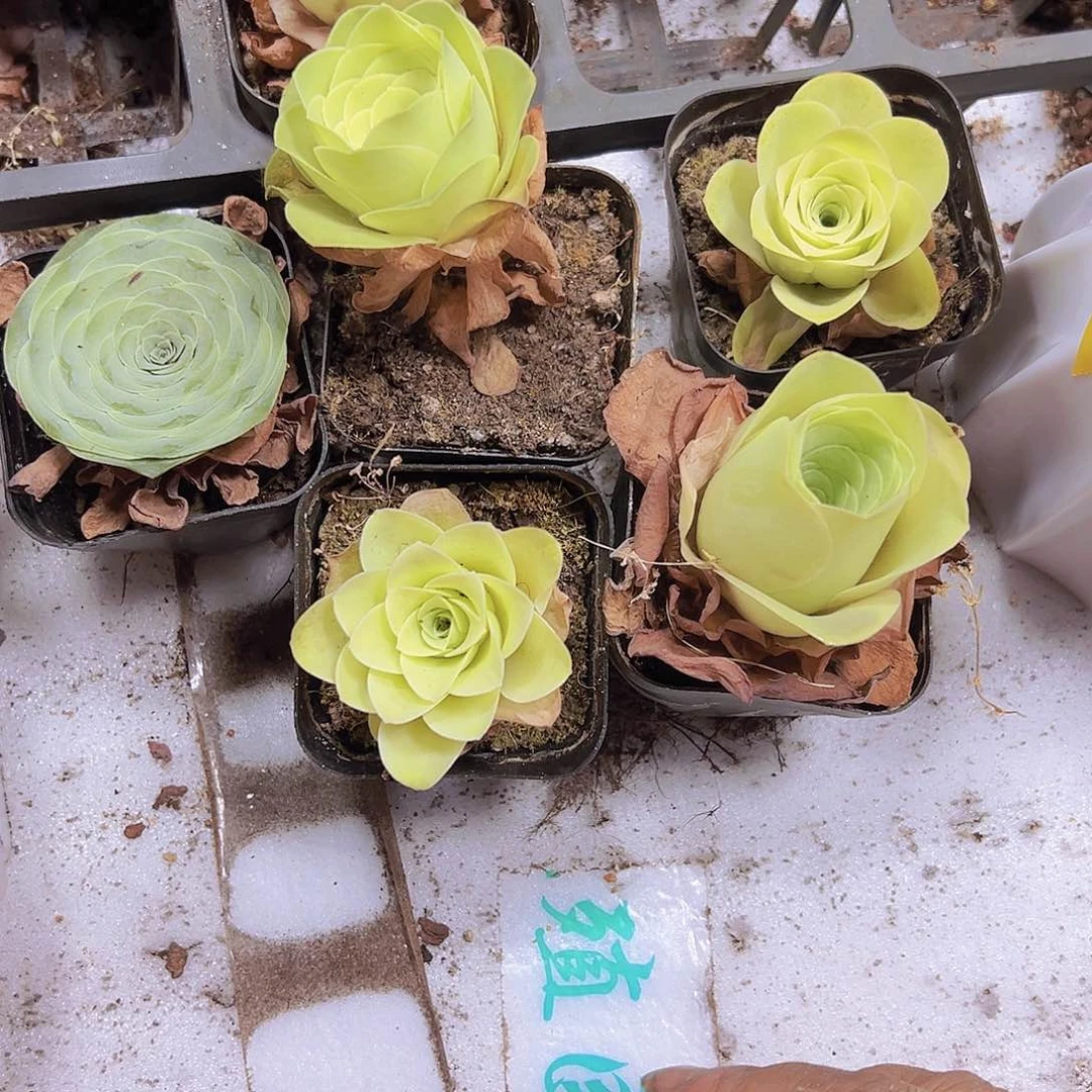 黄玫瑰4盆送一盆绿色