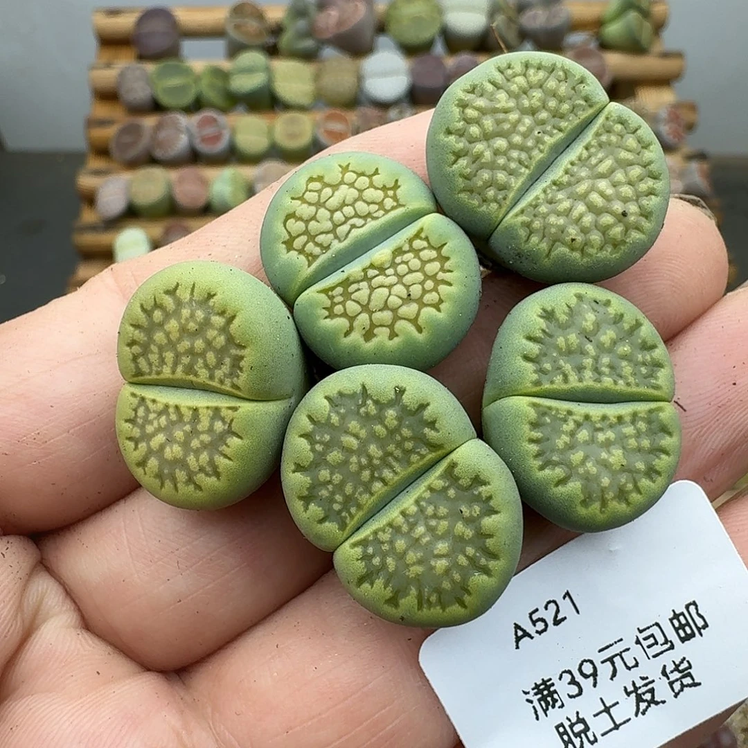 521号绿巴里哈哈哈哈哈哈