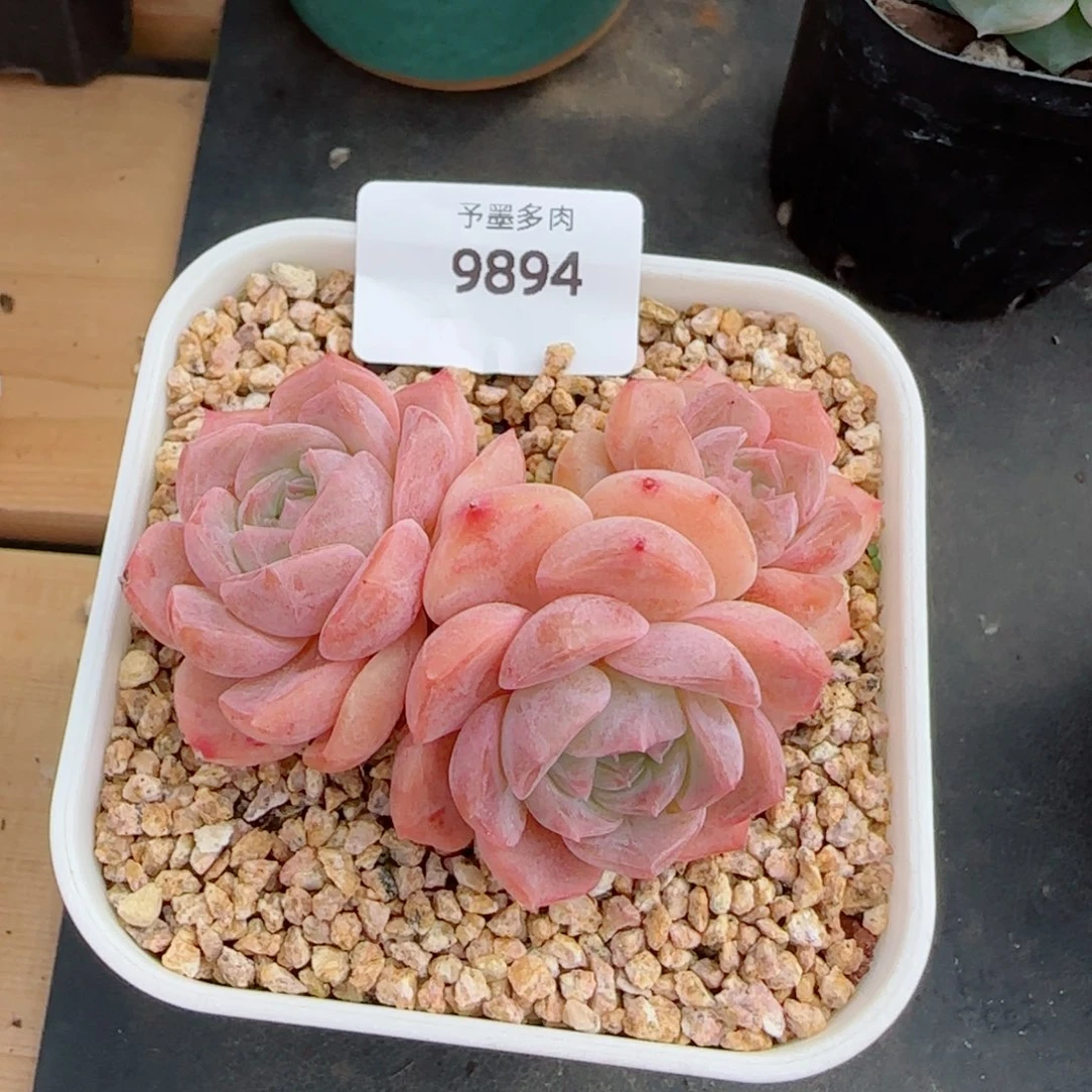 水晶桃子，9893多肉植物