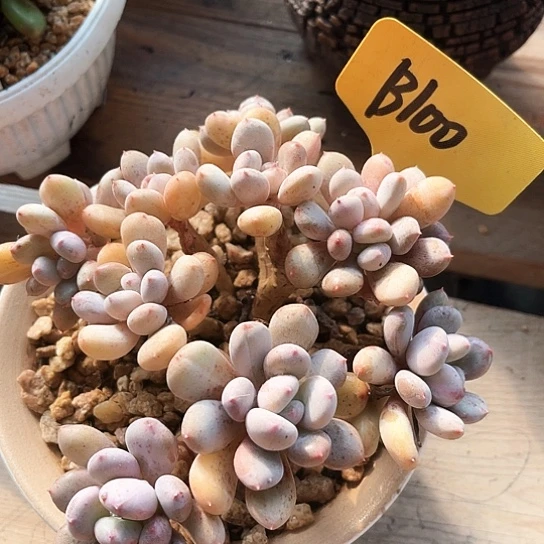 香香雪100一个人的时候