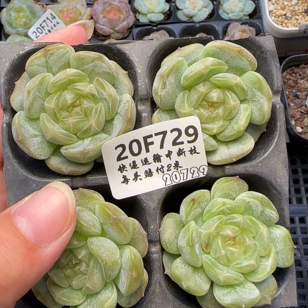 【满39包邮非偏远】729四颗