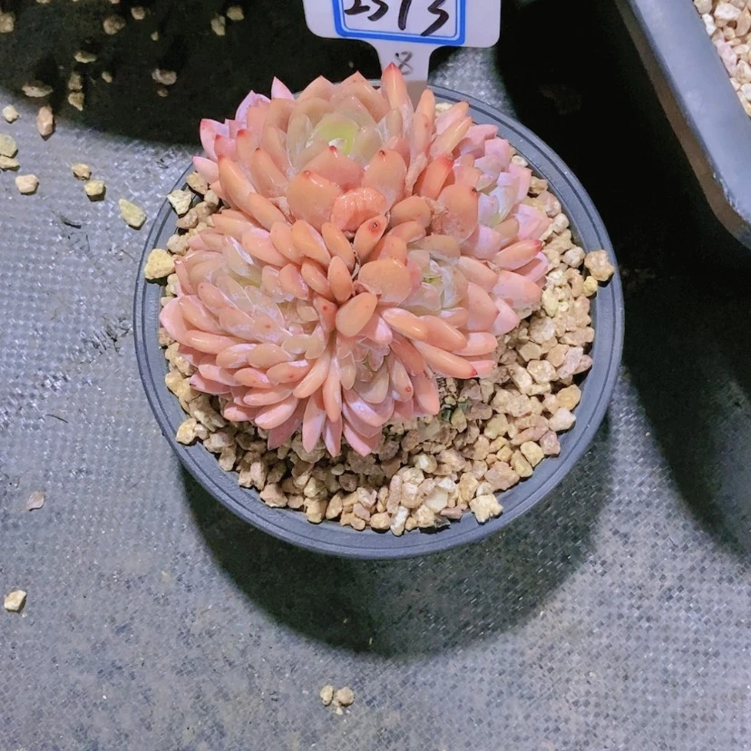 【闪购商品】熊*?2373