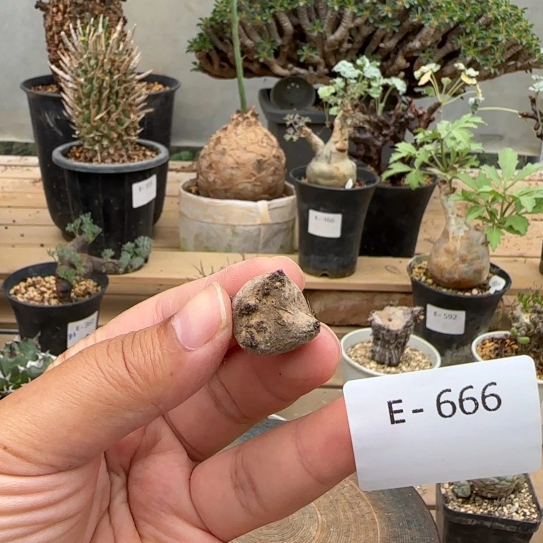 666溶岩格加块根植物
