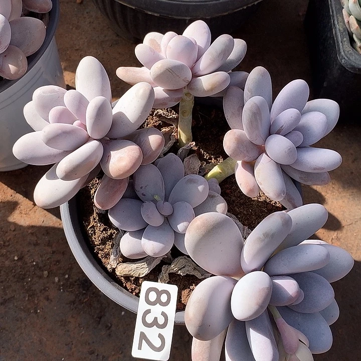 832奶酪一物一拍多肉