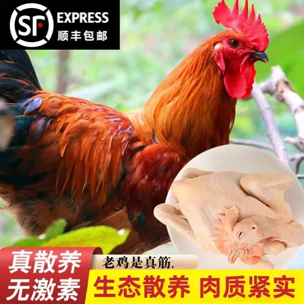 【鲁北】买1只送1只 生态散养半年以上大公鸡 净重6斤以上 带内脏