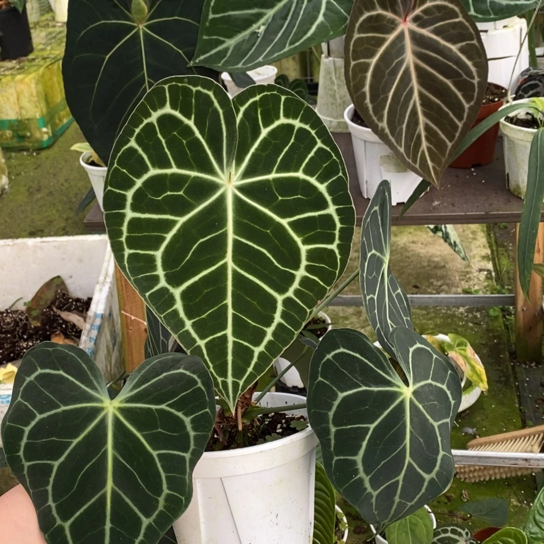 无花朵克莱恩花烛大