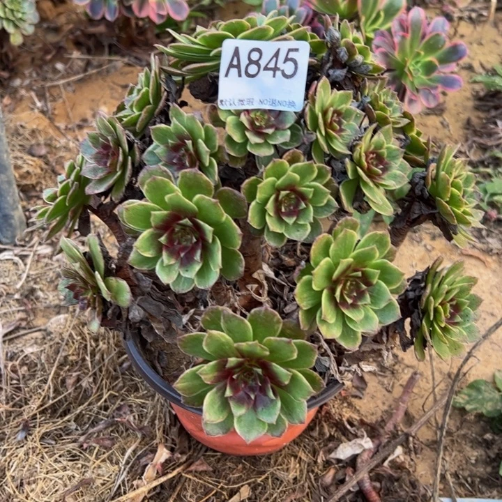 微瑕红霞多肉植物845.