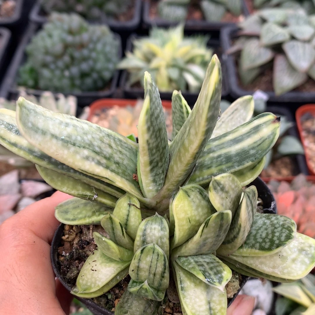 奶黄子宝锦，带盆包邮