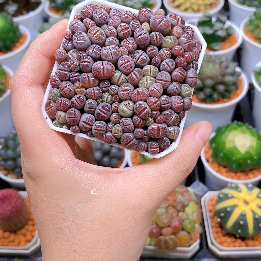 生石花，紫色，白盆