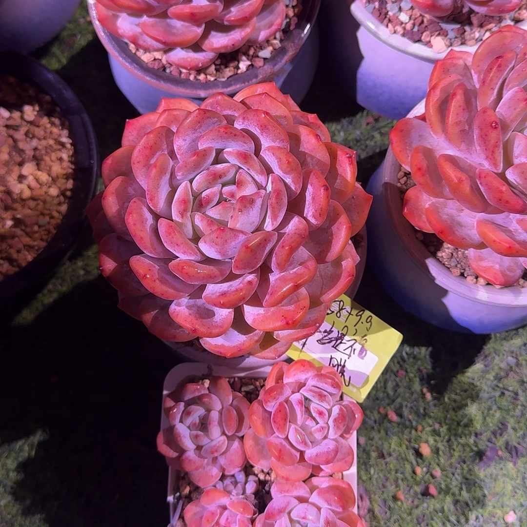 平***福橙梦露大单头脱土发货