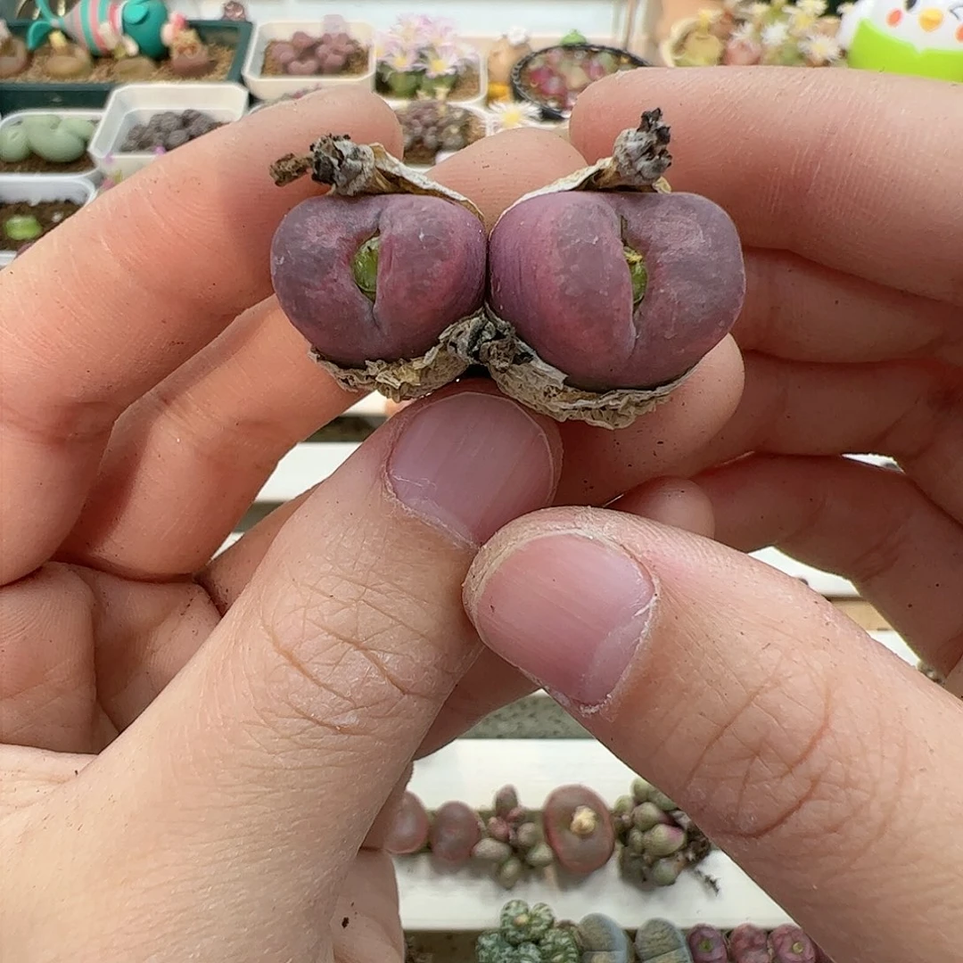 【闪购商品】276 双头