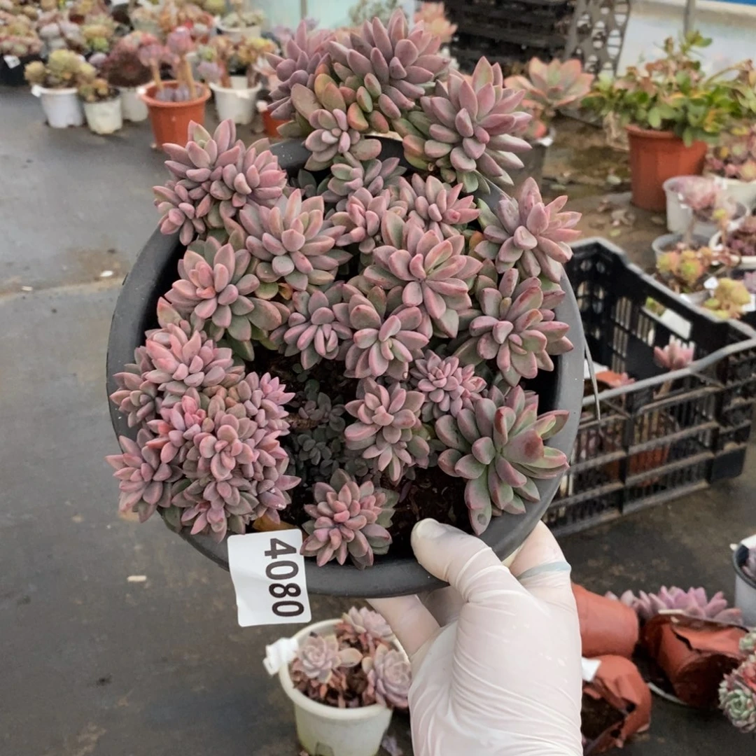 倒***猫4080紫心老桩一物一拍