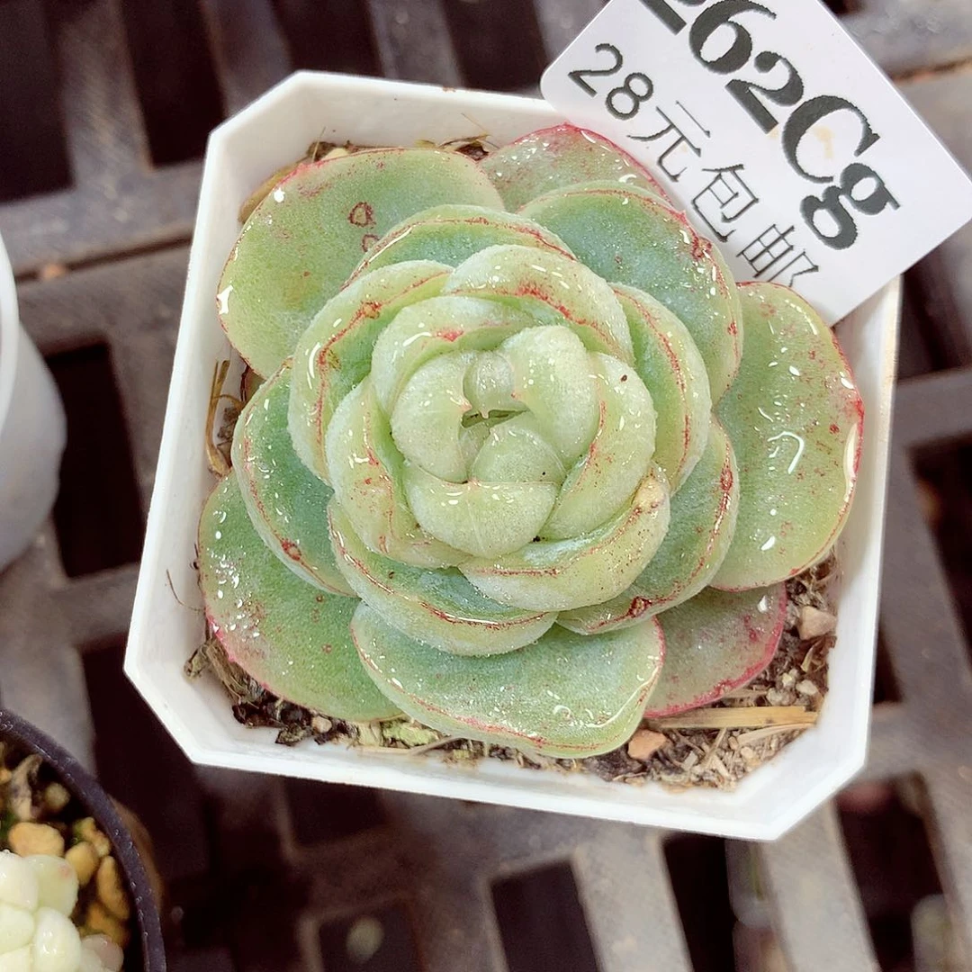 5厘米盆精控多肉262