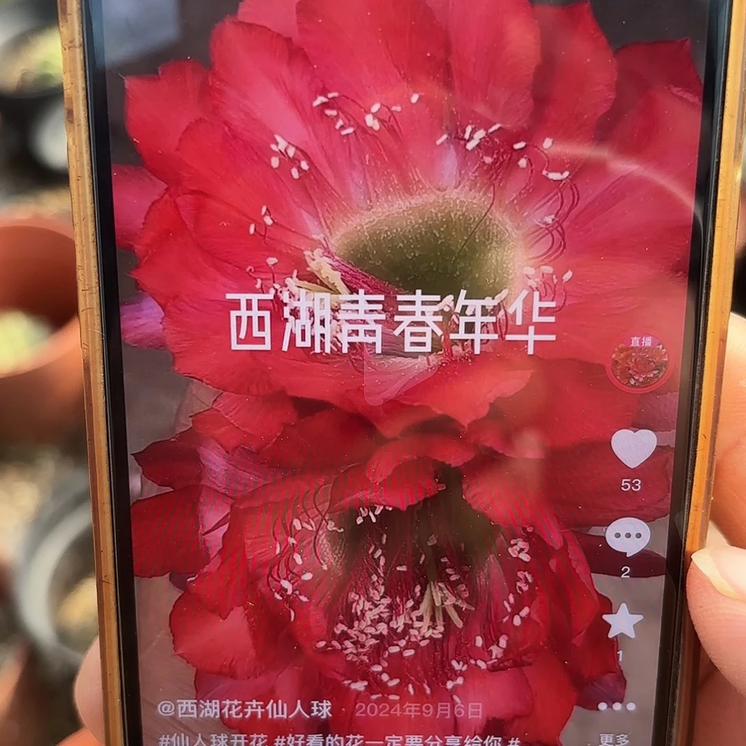 带根是青春年华瑕疵