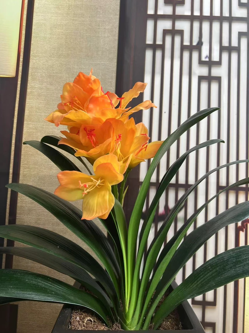 [黄金万两]黄花高端君子兰   客厅阳台书房 高端绿植