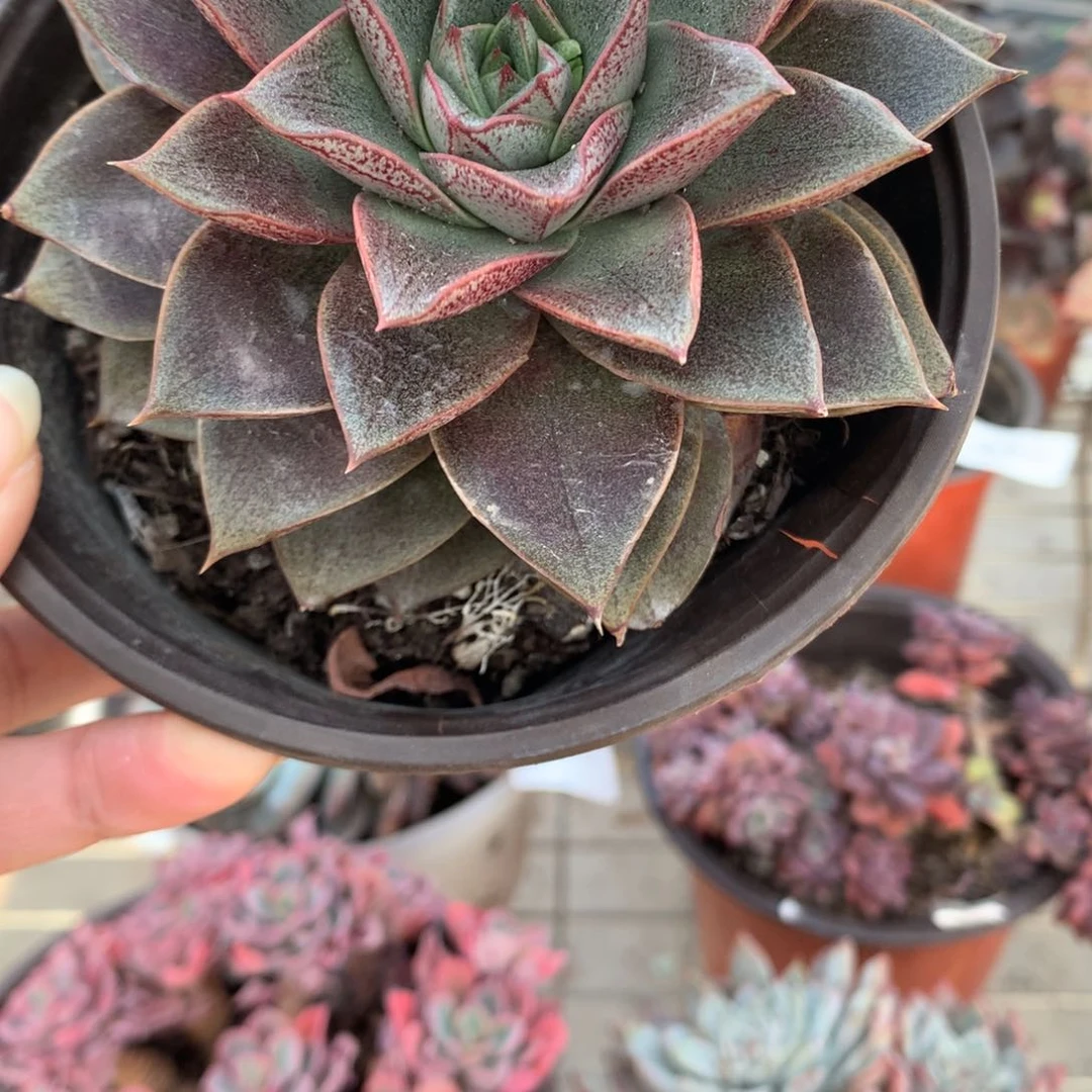 疏*大和锦单头多肉植物