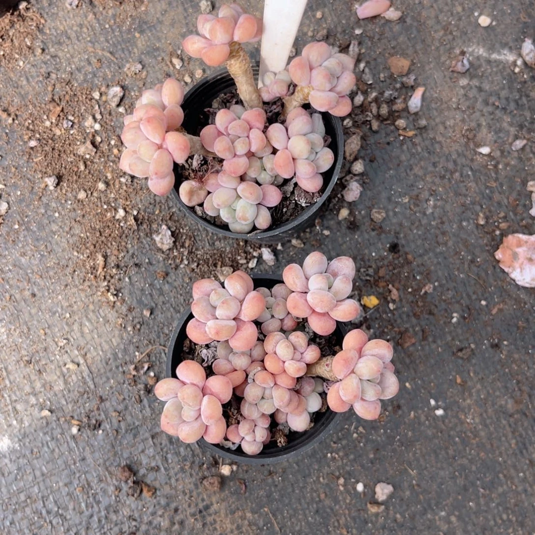 云尘多肉一物一拍1061，