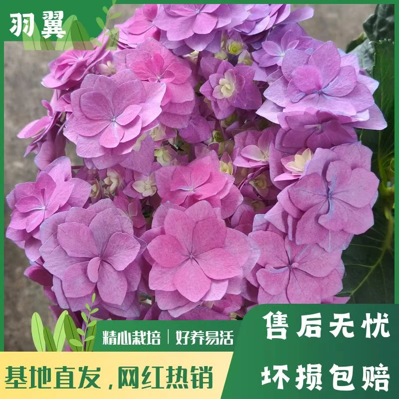 【羽翼】粉紫色绣球花 带花带花苞 爆销热款 老桩 包邮 基地直发