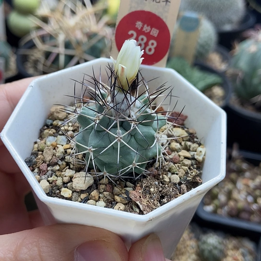 实生强刺黑枪玉3.1cm