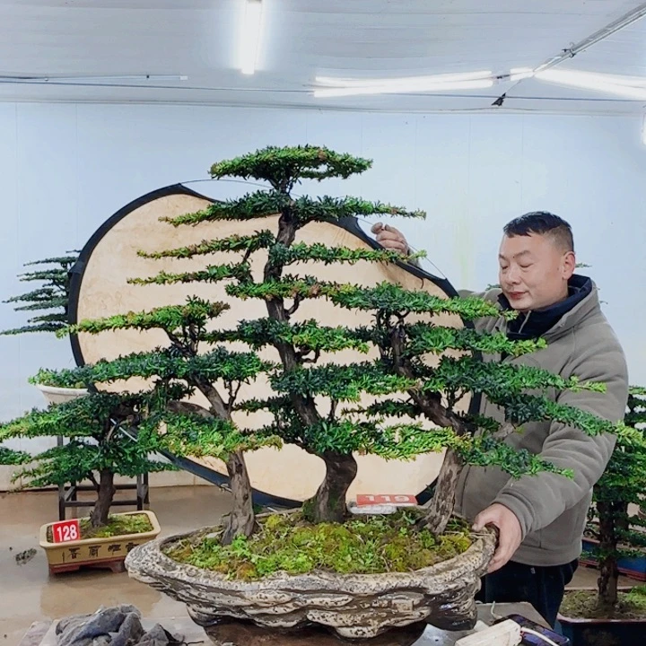 无花朵盆景园林……