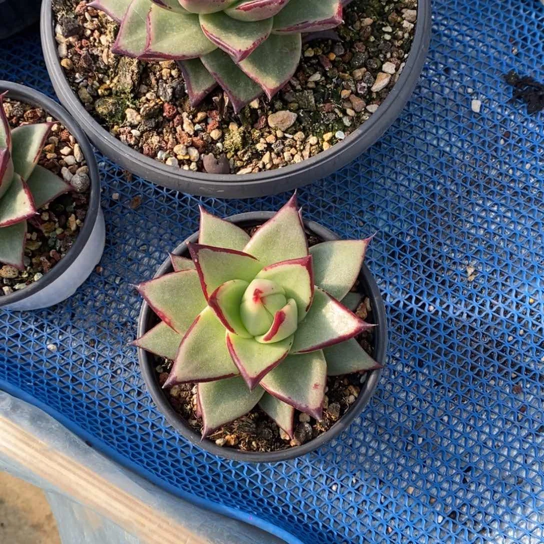 神***牛桃子B-25.11.28