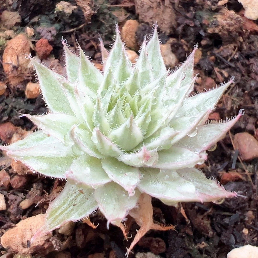小方花圃一单包邮非偏远