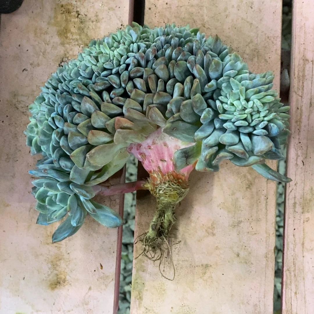 豆***司小虎多肉一物一拍星影