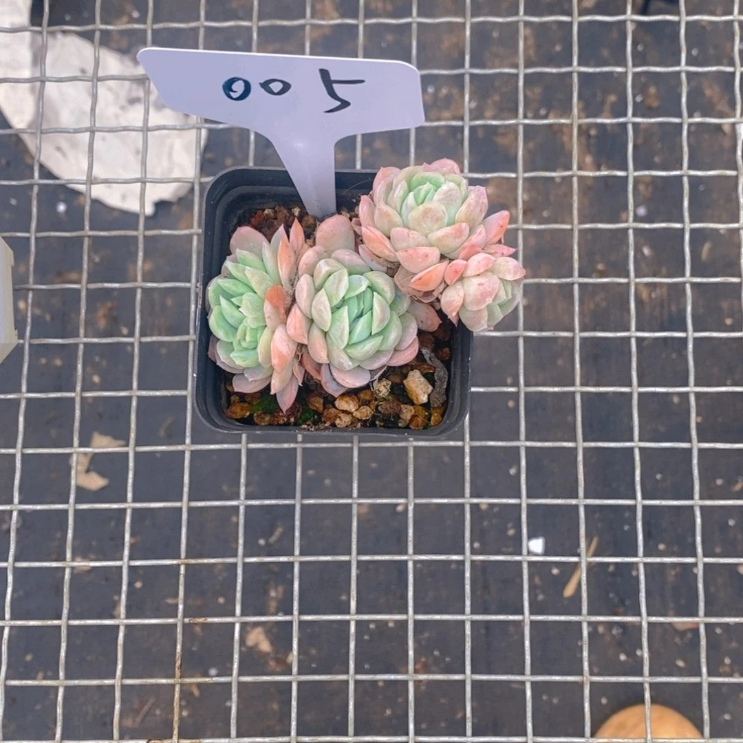 005号，福利多多肉肉