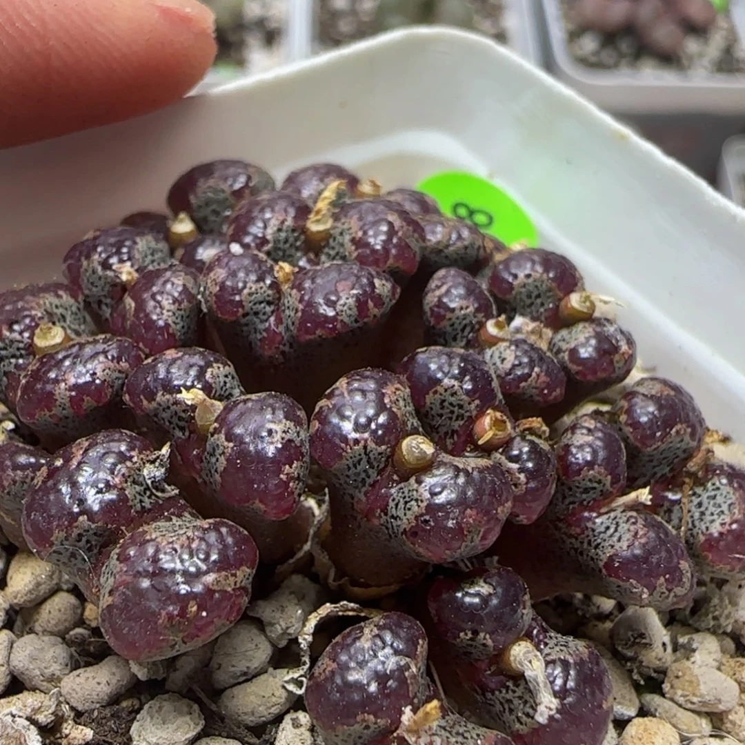 石榴窗泡泡超碟多肉植物58