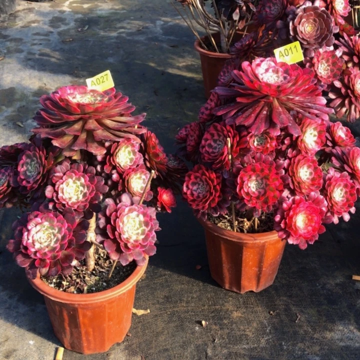 俩颗多肉02701100000000